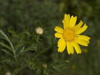 Chrysanthemum coronarium 14, Saxifraga-Willem van Kruijsbergen