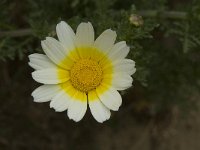 Chrysanthemum coronarium 28, Saxifraga-Willem van Kruijsbergen