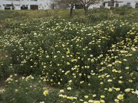 Chrysanthemum coronarium 30, Saxifraga-Willem van Kruijsbergen