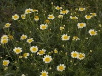 Chrysanthemum coronarium var discolor 15, Saxifraga-Willem van Kruijsbergen