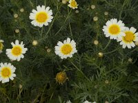 Chrysanthemum coronarium var discolor 16, Saxifraga-Jan van der Straaten