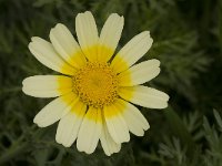 Chrysanthemum coronarium var discolor 17, Saxifraga-Willem van Kruijsbergen