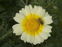 Chrysanthemum coronarium var discolor 18, Saxifraga-Jan van der Straaten
