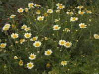 Chrysanthemum coronarium var discolor 19, Saxifraga-Willem van Kruijsbergen