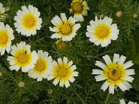Chrysanthemum coronarium var discolor 40, Saxifraga-Jan van der Straaten