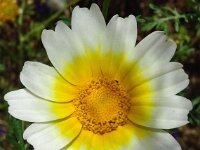 Chrysanthemum coronarium var discolor 41, Saxifraga-Hans Grotenhuis