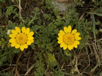 Chrysanthemum segetum 10, Gele ganzenbloem, Saxifraga-Jan van der Straaten