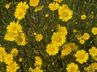Chrysanthemum segetum 11, Gele ganzenbloem, Saxifraga-Jan van der Straaten