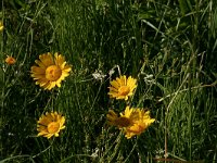 Chrysanthemum segetum 6, Gele ganzenbloem, Saxifraga-Hans Boll