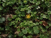 Chrysosplenium alternifolium 22, Verspreidbladig goudveil, Saxifraga-Hans Boll