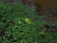 Chrysosplenium alternifolium 24, Verspreidbladig goudveil, Saxifraga-Hans Boll