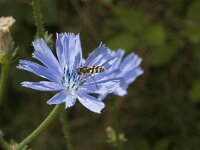 Cichorium intybus 1, Wilde cichorei, Saxifraga-Jan van der Straaten