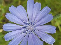 Common chicory (Cichorium intybus); close-up of flower  Common chicory (Cichorium intybus); close-up of flower : flower, flora, floral, nature, natural, growth, summer, summertime, beauty in nature, vascular plant, plant, common chicory, chicory, Cichorium intibus, blue, spring, springtime, beauty, nobody, no people, outside, outdoor, close-up, macro, petal, petals, pistil, pistils