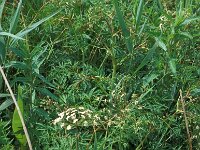 Cicuta virosa, Cowbane