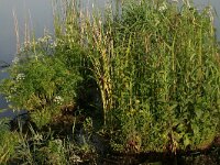 Cicuta virosa 4, Waterscheerling, Saxifraga-Hans Boll