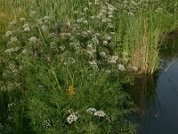 Cicuta virosa 8, Waterscheerling, Saxifraga-Hans Boll