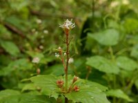 Circaea alpina 1, Alpenheksenkruid, Saxifraga-Ed Stikvoort