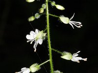 Circaea lutetiana 1, Groot heksenkruid, Saxifraga-Rutger Barendse