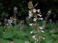Circaea lutetiana 10, Groot heksenkruid, Saxifraga-Ed Stikvoort