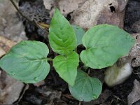 Circaea lutetiana 2, Groot heksenkruid, Saxifraga-Rutger Barendse