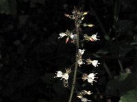 Circaea lutetiana 3, Groot heksenkruid, Saxifraga-Jasenka Topic