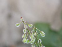 Circaea lutetiana 5, Groot heksenkruid, Saxifraga-Rutger Barendse