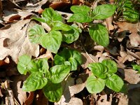 Circaea lutetiana 6, Groot heksenkruid, Saxifraga-Rutger Barendse