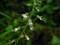 Circaea lutetiana 9, Groot heksenkruid, Saxifraga-Ed Stikvoort