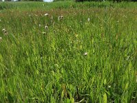 Cirsium dissectum 13, Spaanse ruiter, Saxifraga-Hans Boll