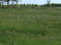 Cirsium dissectum 33, Spaanse ruiter, Saxifraga-Hans Boll