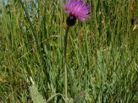 Cirsium dissectum 54, Spaanse ruiter, Saxifraga-Ed Stikvoort