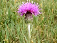 Cirsium dissectum 65, Spaanse ruiter, Saxifraga-Hans Grotenhuis