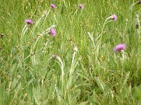Cirsium dissectum 67, Spaanse ruiter, Saxifraga-Hans Grotenhuis
