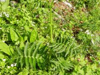 Cirsium erisithales 6, Bleekgele vederdistel, Saxifraga-Rutger Barendse