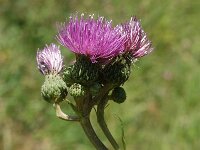 Cirsium monspessulanum 2, Saxifraga-Jan van der Straaten