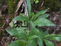 Cirsium monspessulanum 4, Saxifraga-Rutger Barendse