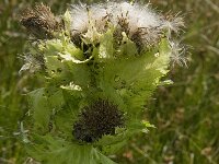 Cirsium oleraceum 11, Moesdistel, Saxifraga-Jan van der Straaten