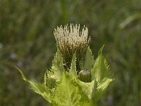 Cirsium oleraceum 12, Moesdistel, Saxifraga-Jan van der Straaten