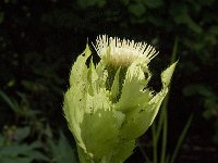 Cirsium oleraceum 14, Moesdistel, Saxifraga-Jan van der Straaten