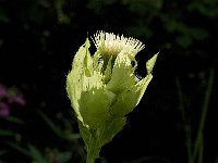 Cirsium oleraceum 15, Moesdistel, Saxifraga-Jan van der Straaten
