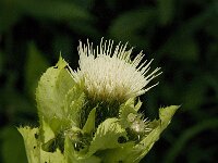 Cirsium oleraceum 16, Moesdistel, Saxifraga-Jan van der Straaten