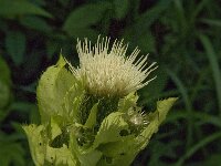Cirsium oleraceum 17, Moesdistel, Saxifraga-Jan van der Straaten