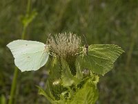 Cirsium oleraceum 18, Moesdistel, Saxifraga-Jan van der Straaten