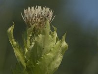 Cirsium oleraceum 19, Moesdistel, Saxifraga-Jan van der Straaten