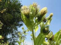 Cirsium oleraceum 2, Moesdistel, Saxifraga-Jan Willem Jongepier