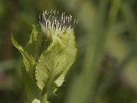Cirsium oleraceum 21, Moesdistel, Saxifraga-Jan van der Straaten