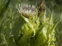 Cirsium oleraceum 23, Moesdistel, Saxifraga-Jan van der Straaten