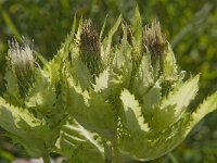 Cirsium oleraceum 28, Moesdistel, Saxifraga-Jan van der Straaten