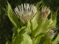 Cirsium oleraceum 29, Moesdistel, Saxifraga-Jan van der Straaten