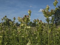 Cirsium oleraceum 30, Moesdistel, Saxifraga-Jan van der Straaten